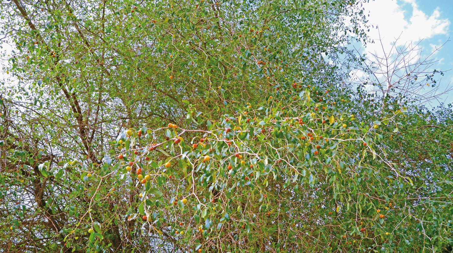 shutterstock_1413311180