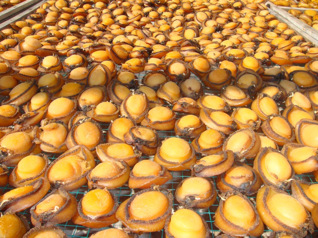 Abalone harvest season starts tomorrow in Dhofar Oman Observer