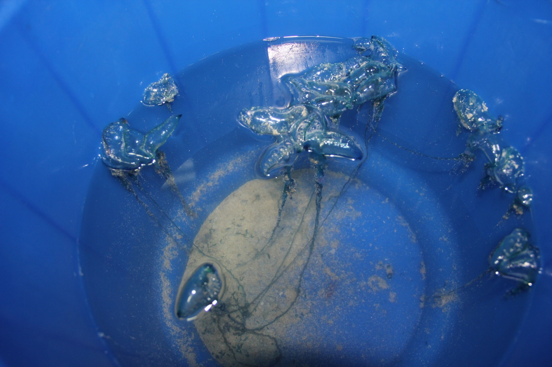 fish1