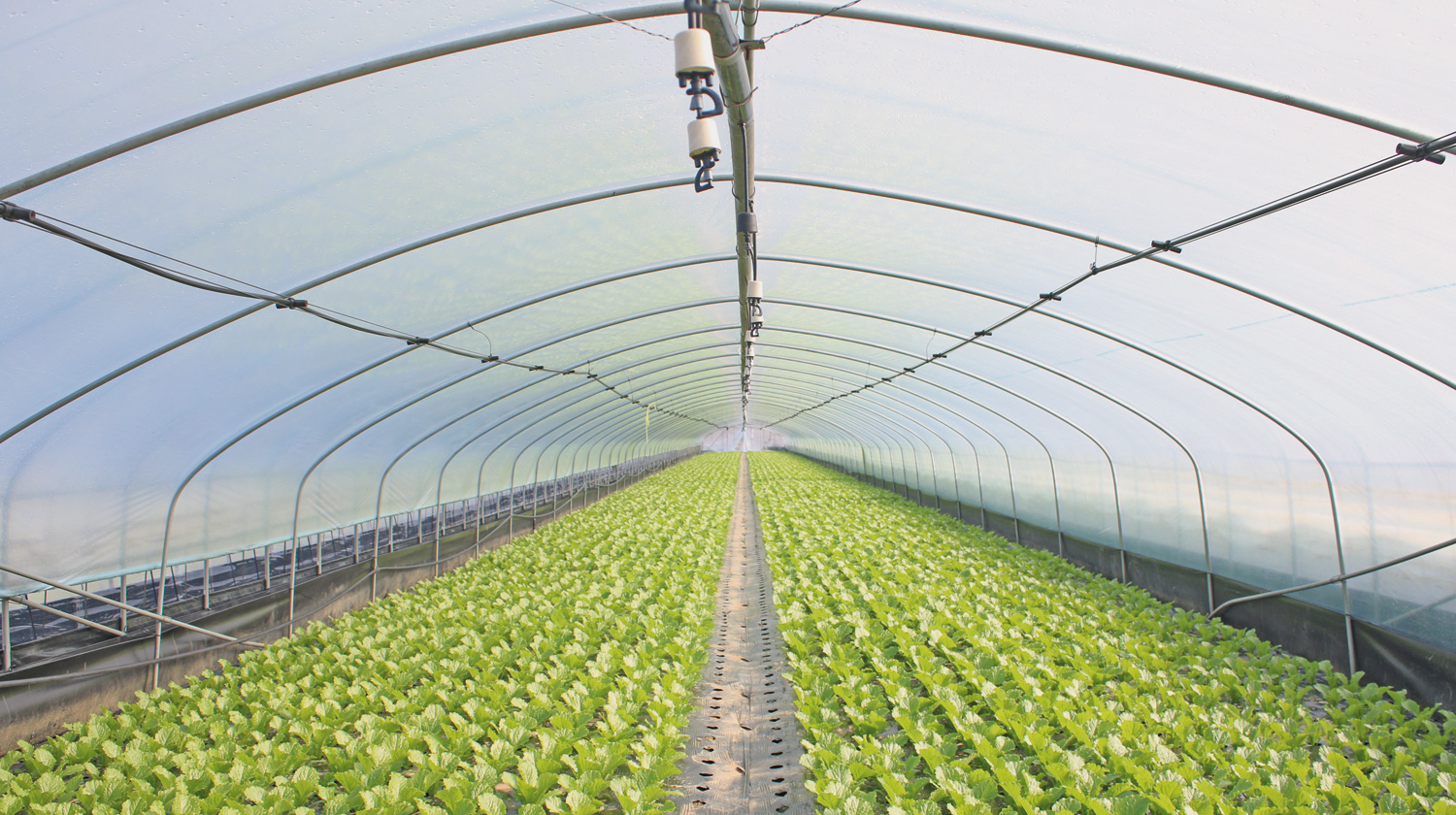 shutterstock_1245895168