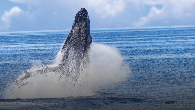 humpback-whale-431904