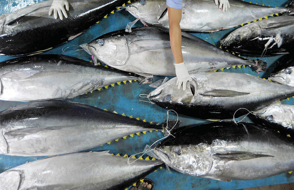Petugas Balai Karantina Ikan dan Pengendalian Mutu (BKIPM) Padang memeriksa ikan tuna yang baru dibongkar dari kapal, di Pelabuhan Perikanan Samudera Bungus, Padang, Sumatera Barat, Senin (23/7) malam.