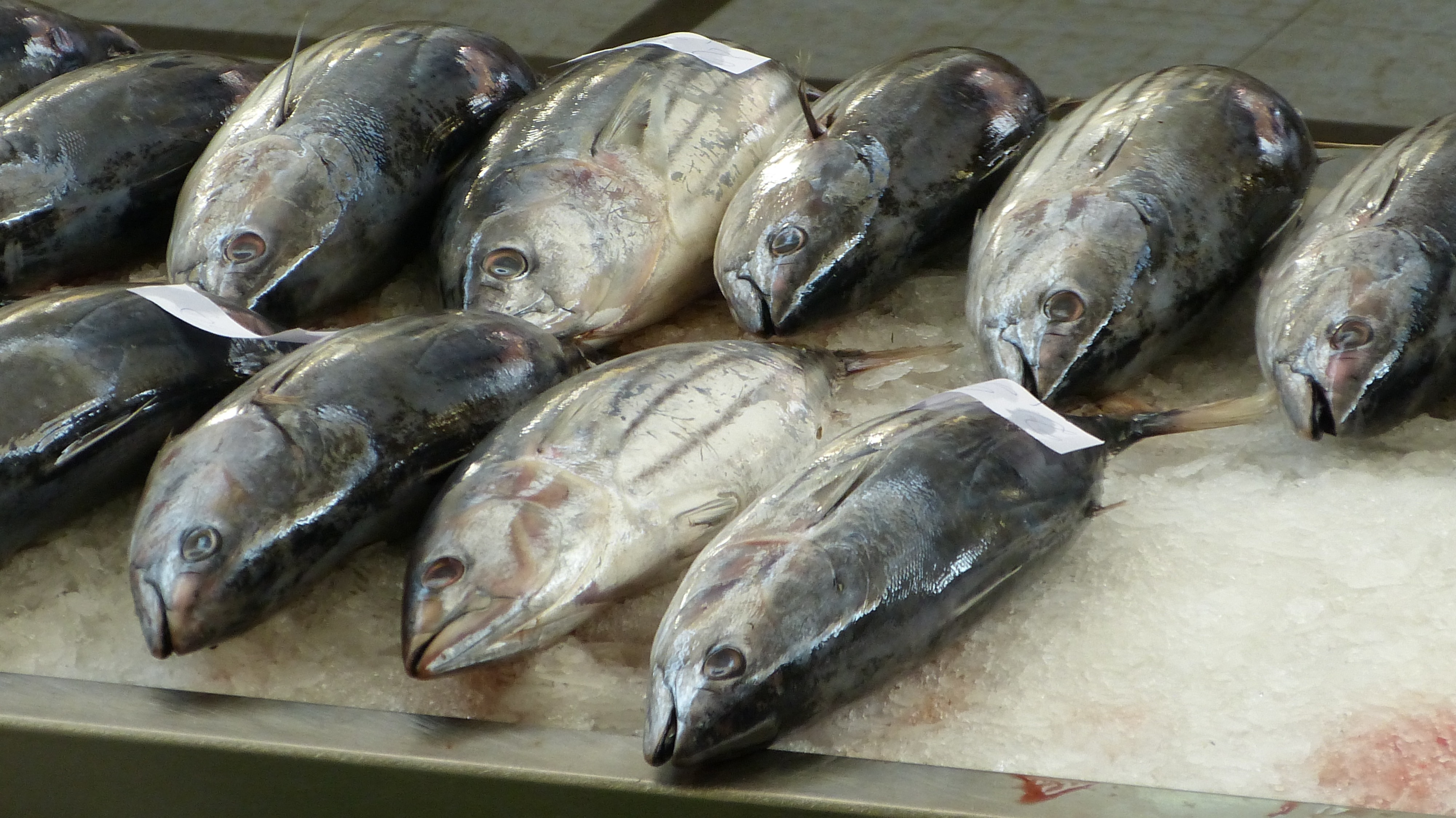 fish-market-244415