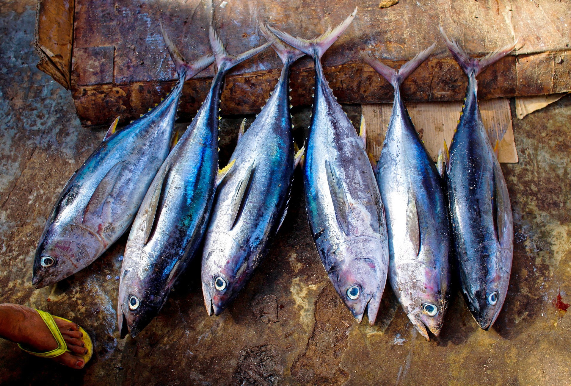 tuna-fish-954073_1920