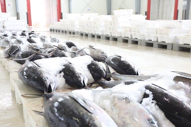 Al Felaij fish wholesale market1