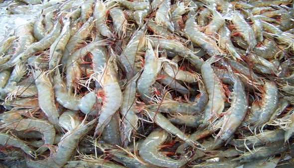 Shrimp-varied