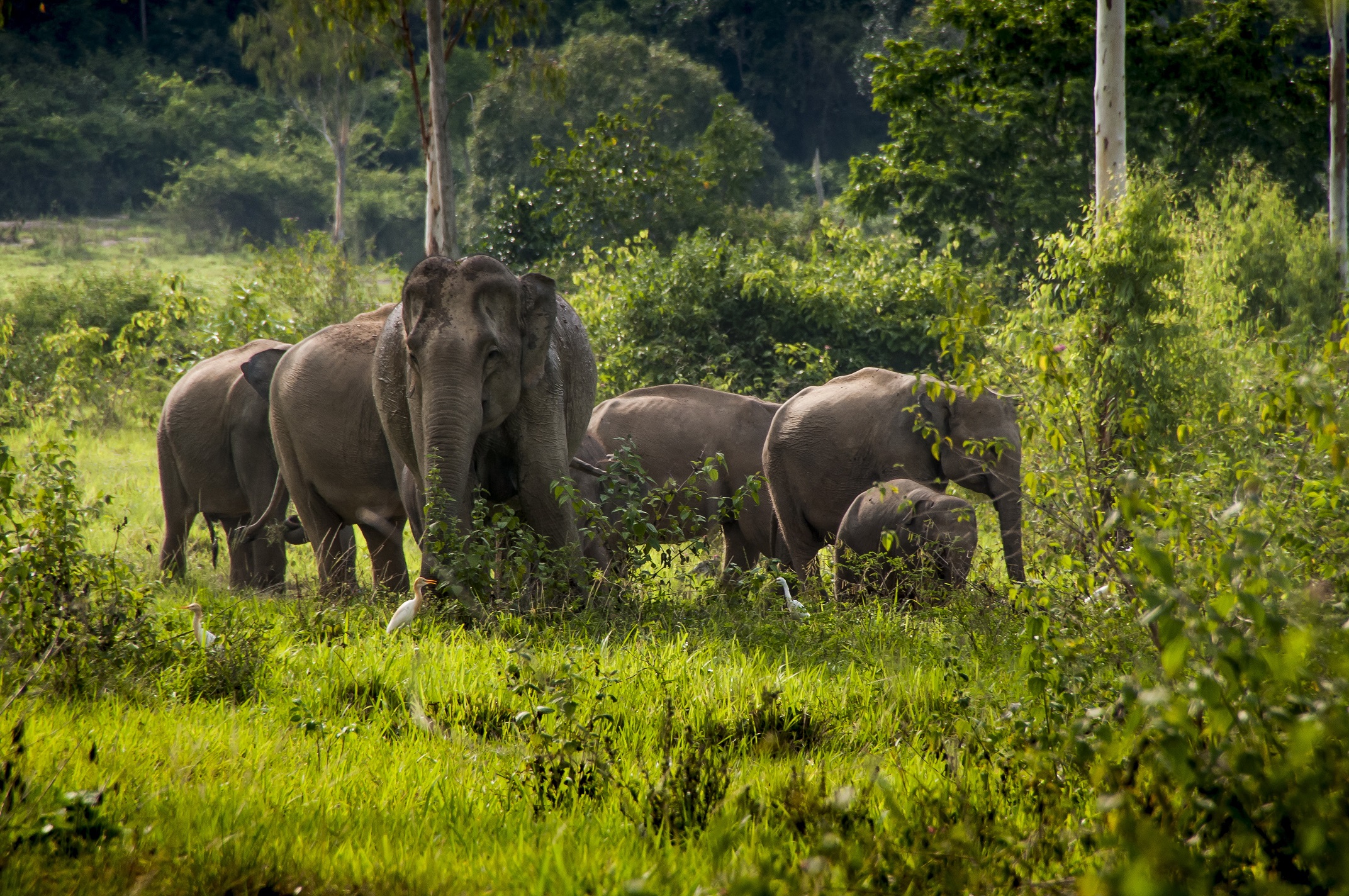 Asiatic Elephant at Kuiburi National Park, Prachuap Khiri Khan