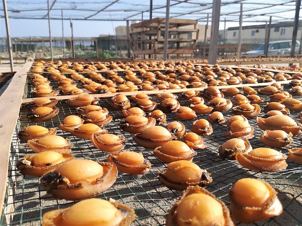 abalone - dhofar