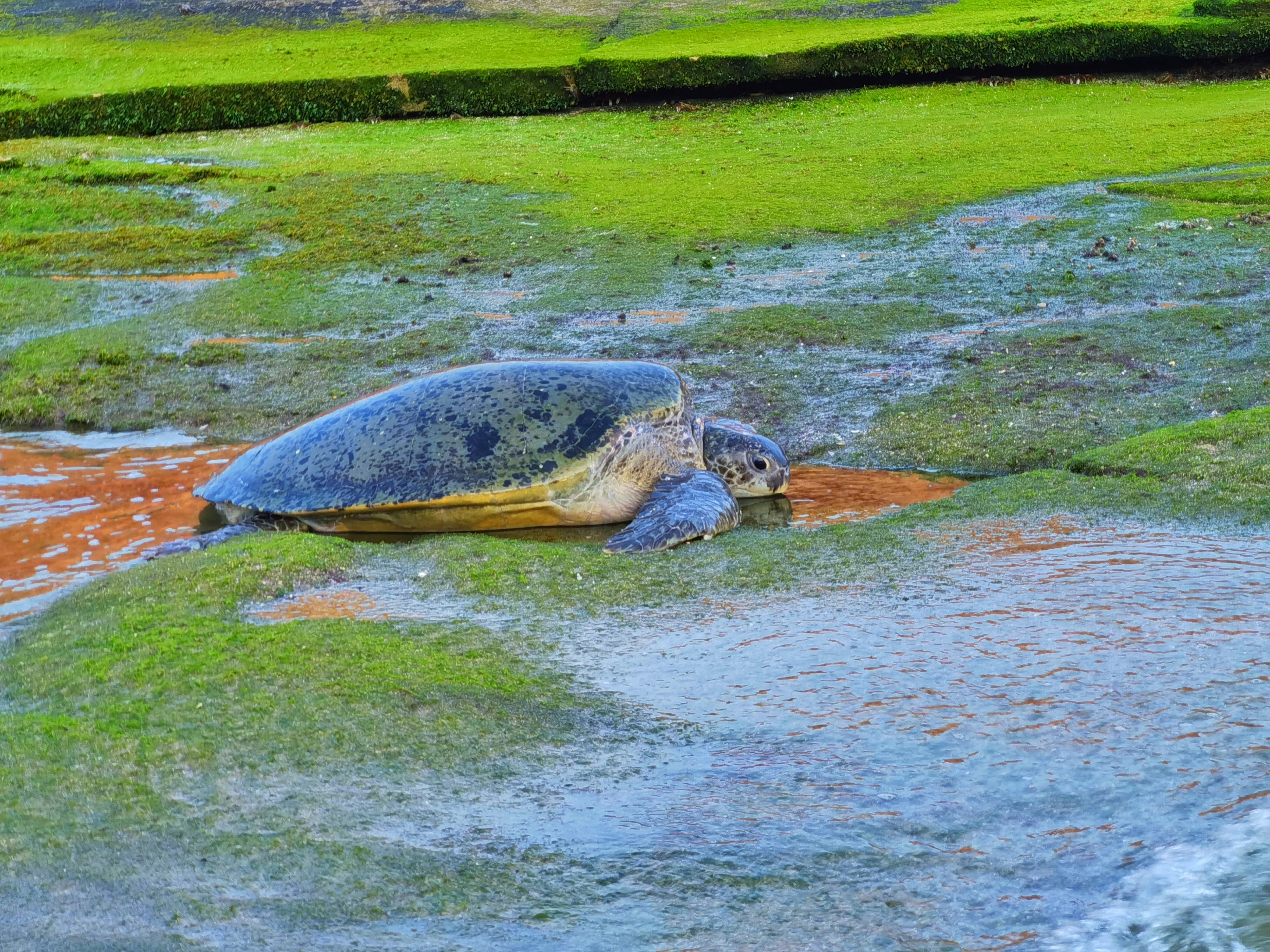 IMG_20200720_054701-01_resized_20200725_110858248