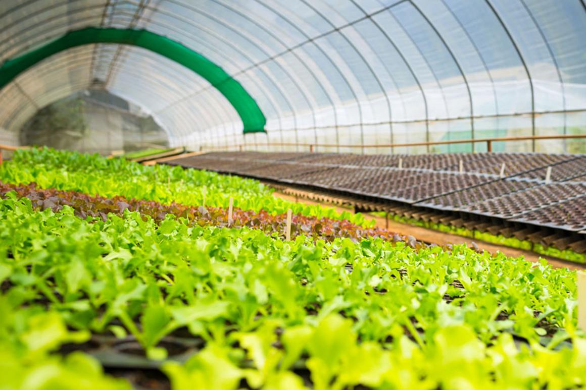 Desert-Agriculture-Hydroponics
