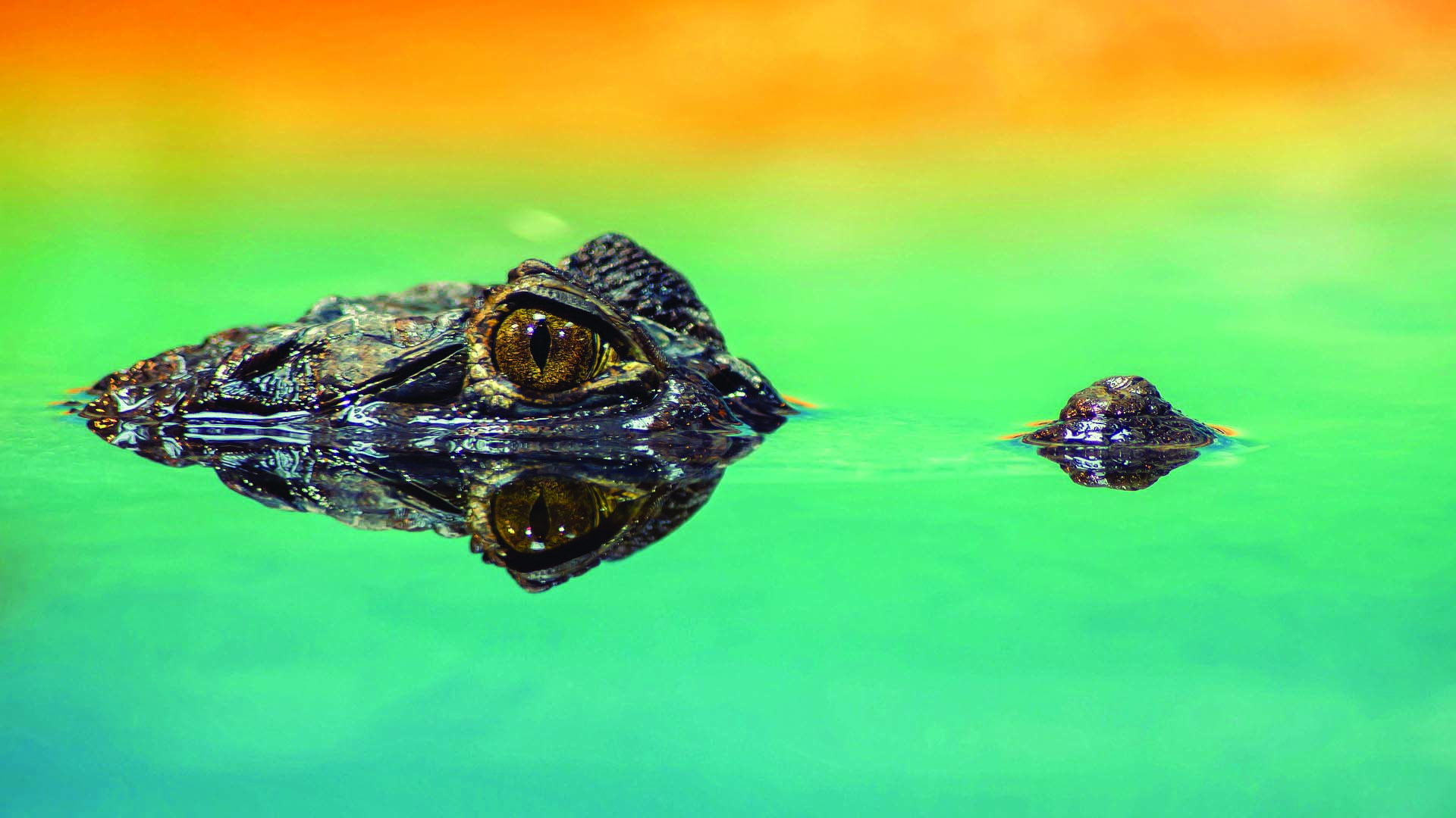 crocodile-1730510_1920