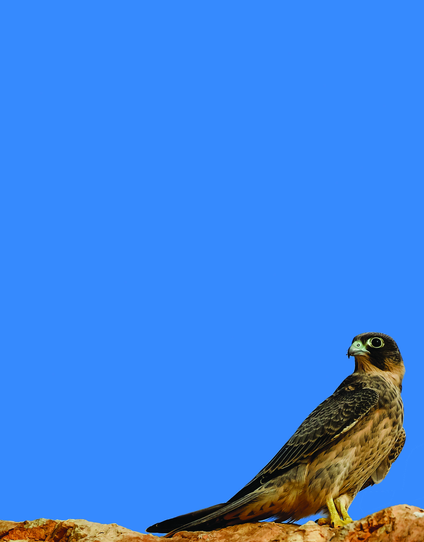 sooty falcon by Sreenivasan TP