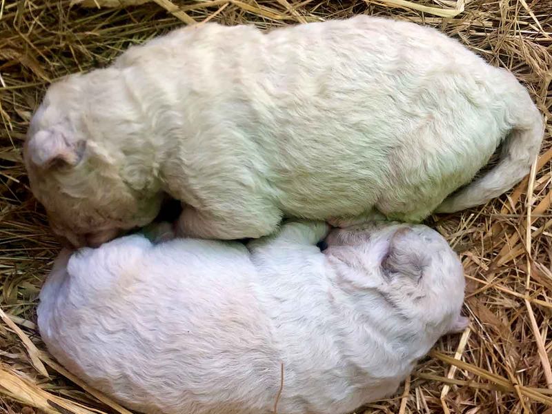 Green-puppy-gallery_17554399666_original-ratio