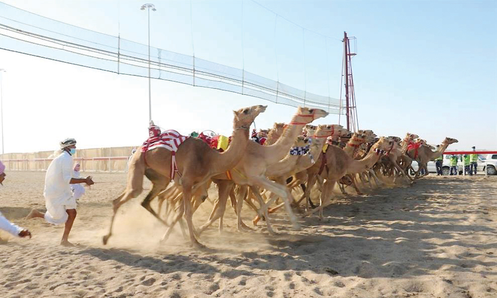 National Day Camel Race in Adam witnesses fierce competition - Oman ...