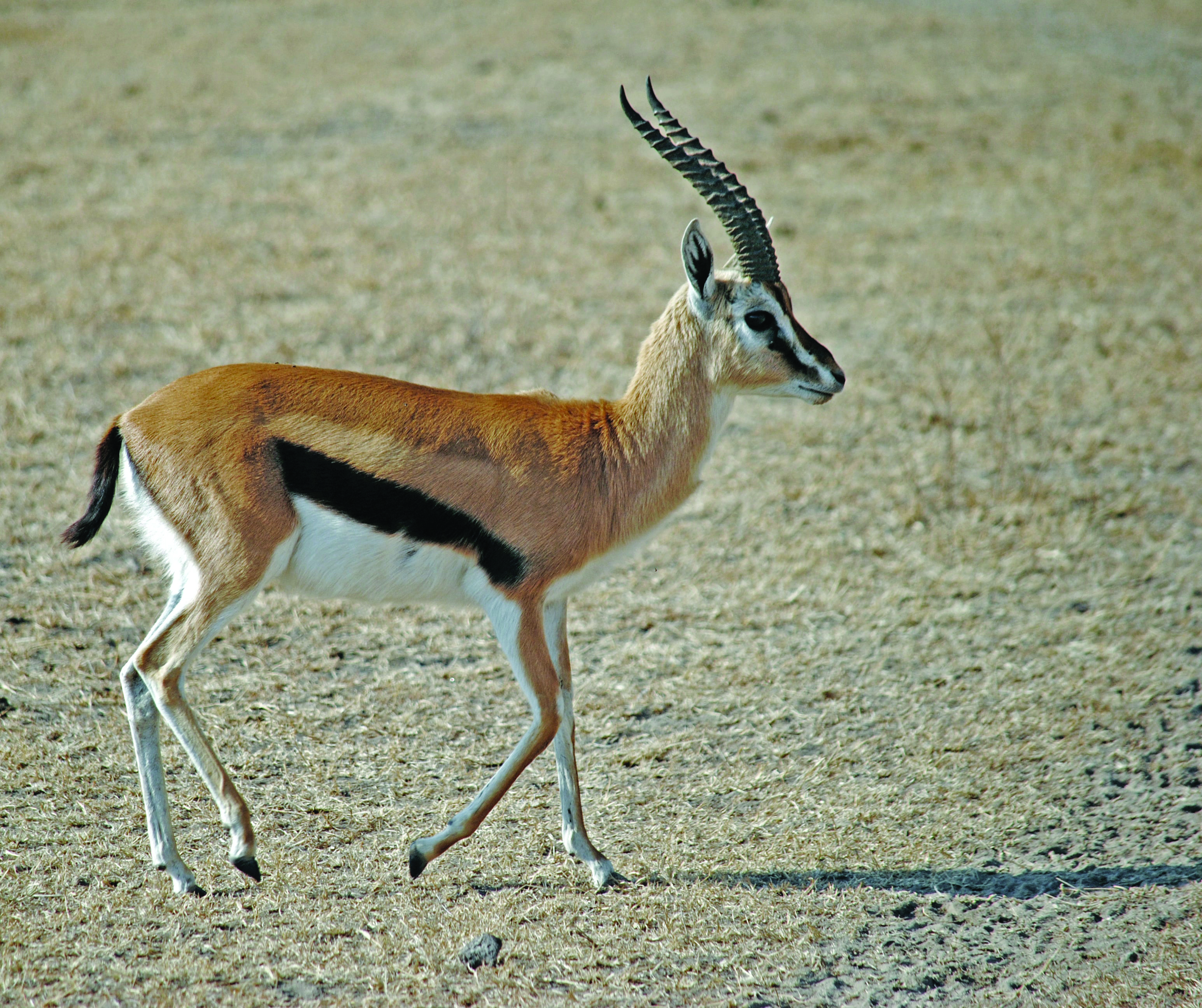 Gazelle