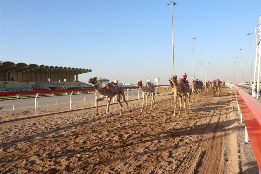 National Day camel race in Adam witnesses fierce competition - Oman ...