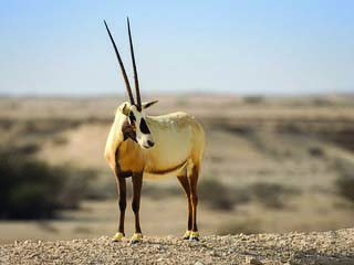 Oryx