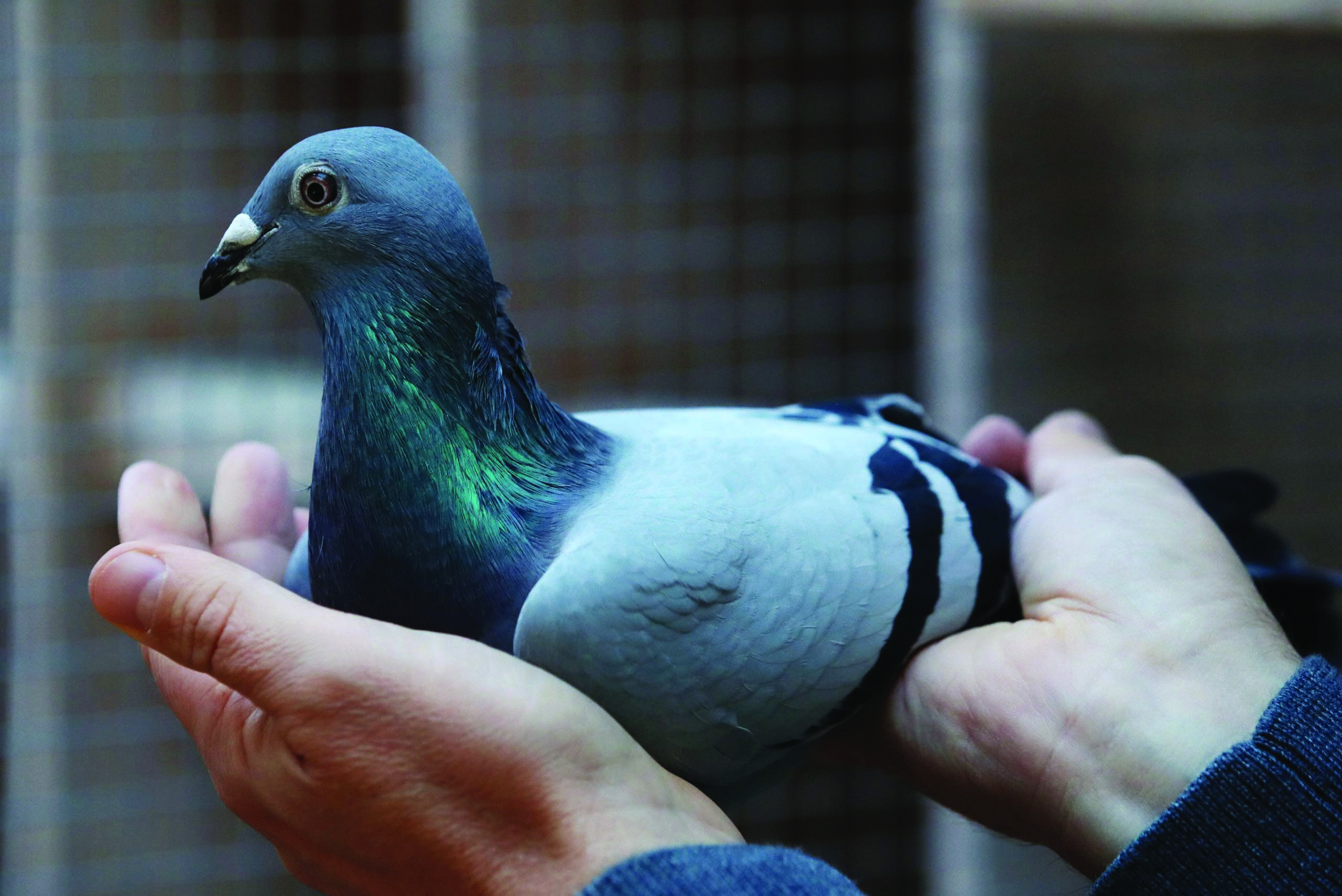 belgian-racing-pigeon-flies-past-record-in-auction-1-scaled
