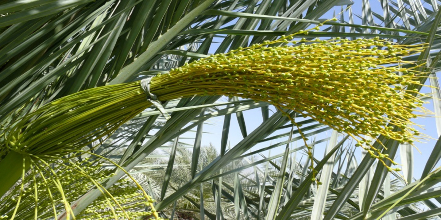Better date palm pollination tech helps farmers improve harvest Oman