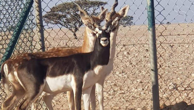 New list of endangered animals at Al Wusta Wildlife Reserve - Oman Observer