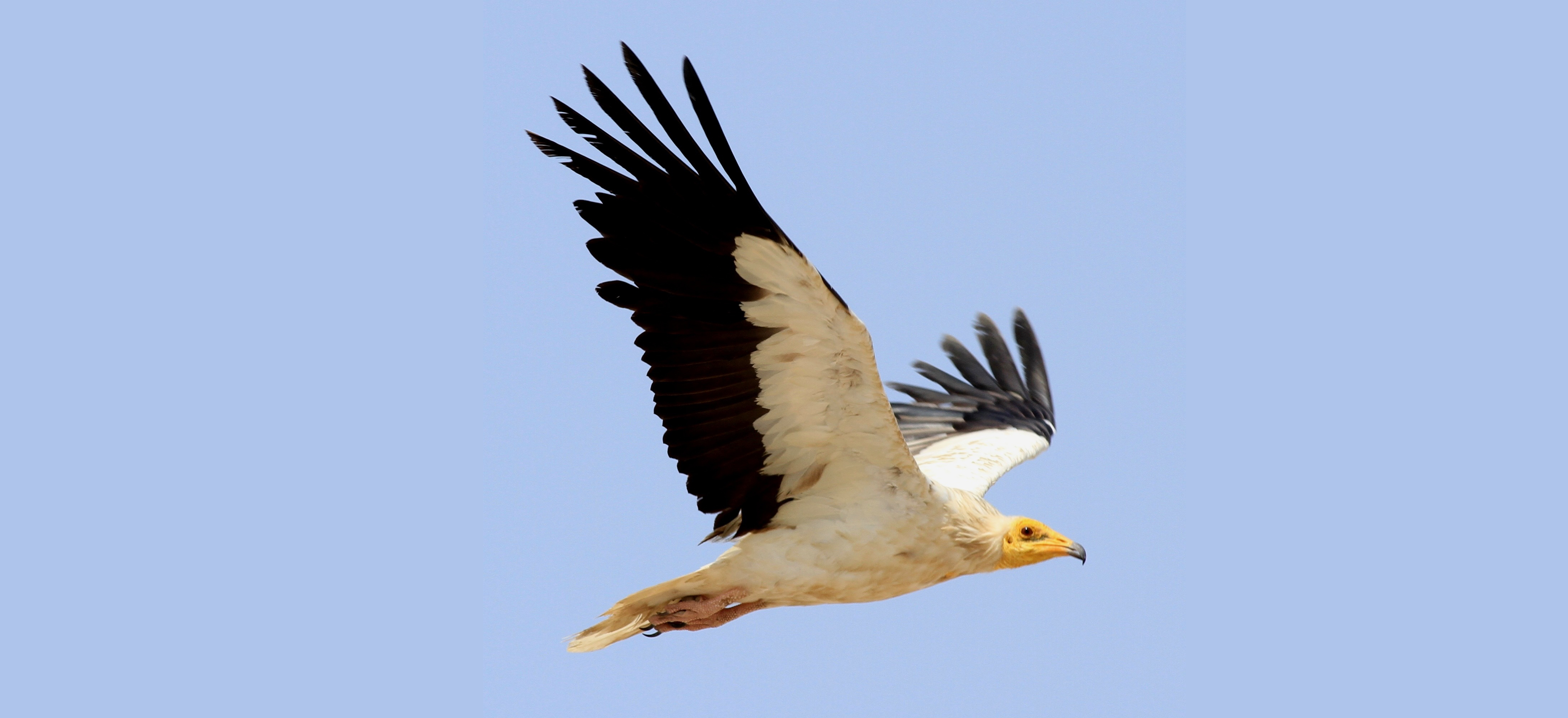 ESO - Ban of Diclofenac drug