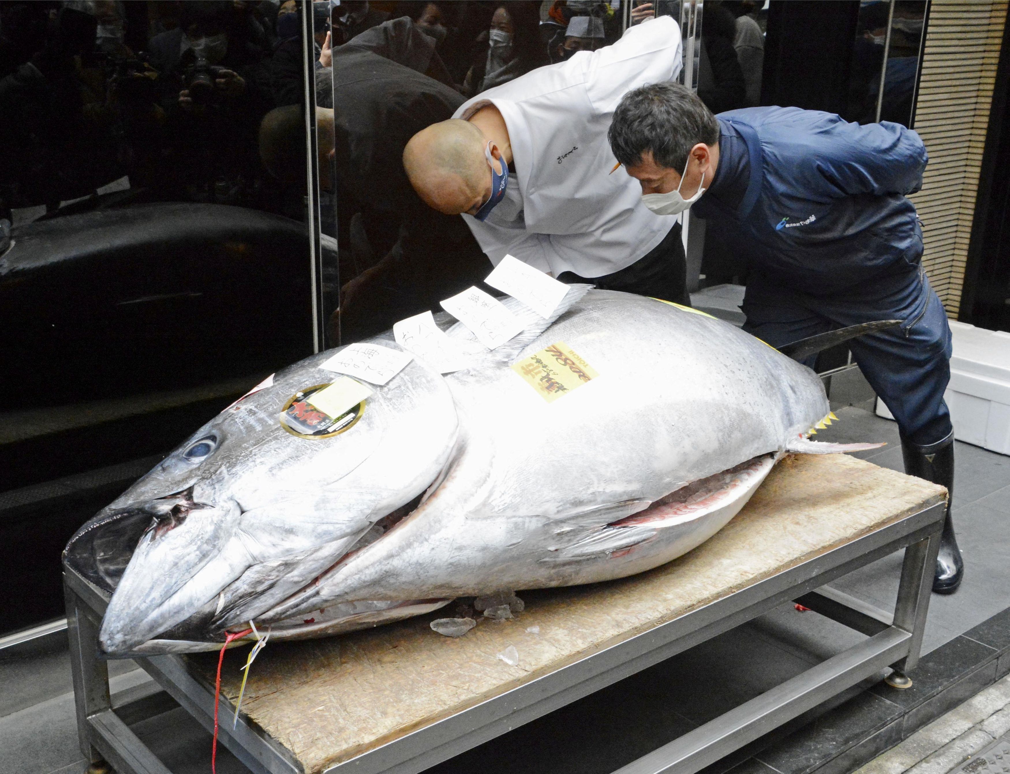 A 208-kilogram bluefin tuna that was auctioned for about 20.8 million Japanese yen, or around 200,000 dollars, is displayed after the first tuna auction of the New Year in Tokyo, Japan