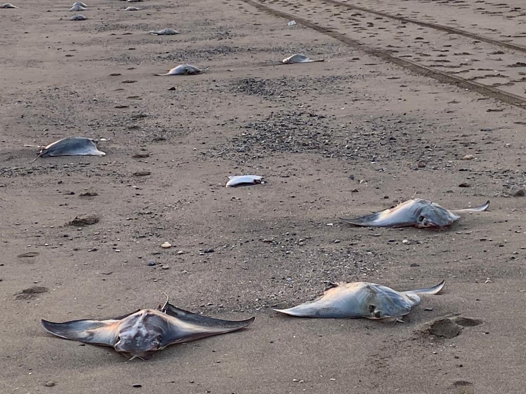 a9095178-b4b0-44ee-8974-d81b29e76cb3