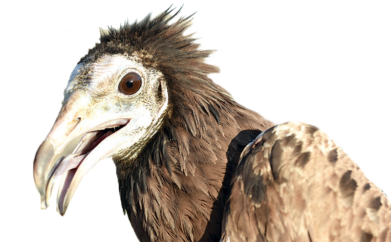 vulture