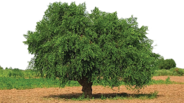 Baton de Siwak nature (miswak 100% naturel arbre oud al arak