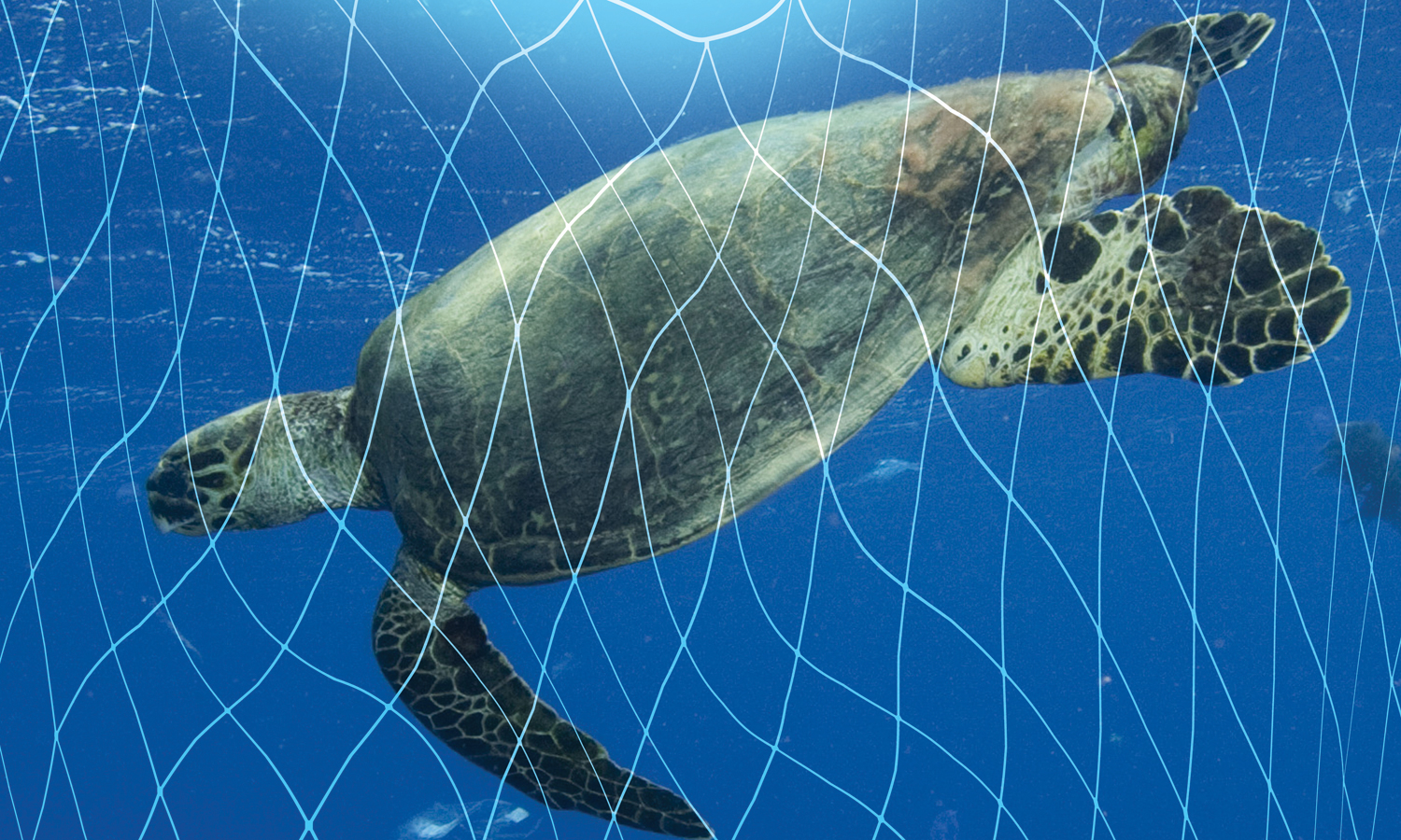 Sea-turtle-rescuer-copy