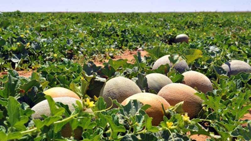 17-Membership-of-Dryland-alliance-to-buoy-Oman-positioning-as-regional-food-hub